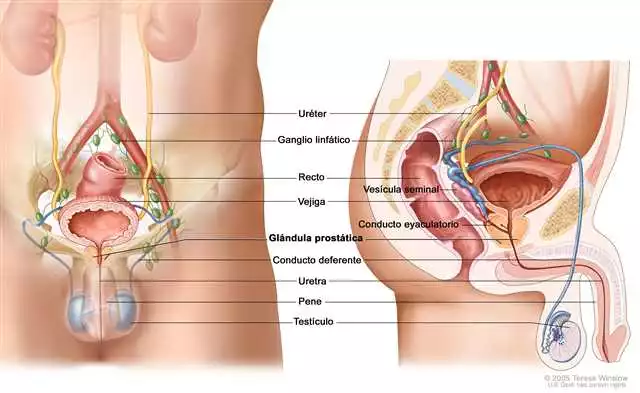 Prostaktiv en Valladolid: prevención y tratamiento de la próstata